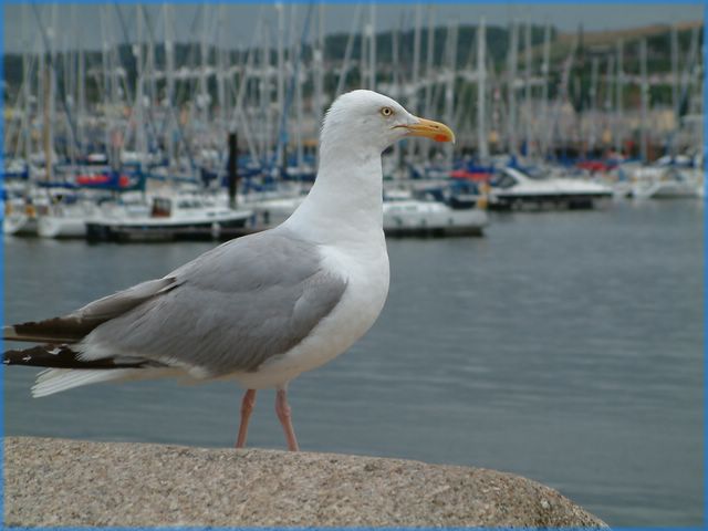 DSCF0087.JPG